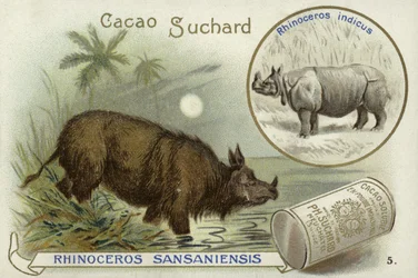 Rhinocéros Sansaniensis et rhinocéros indien